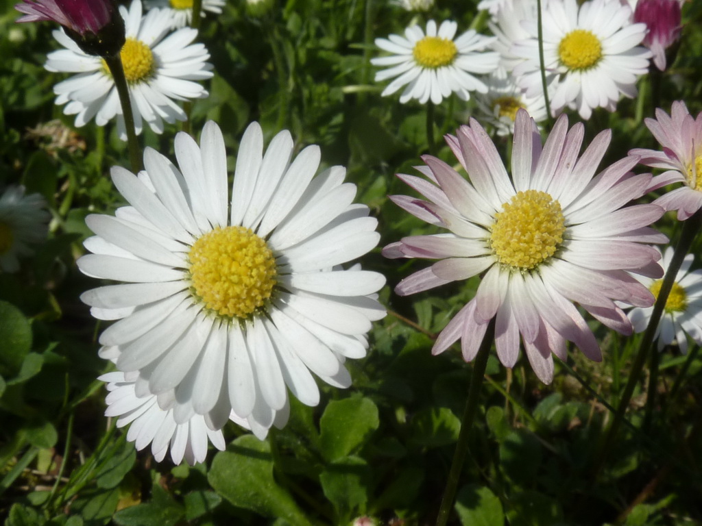 Bellis perennis-Gänseblümchen